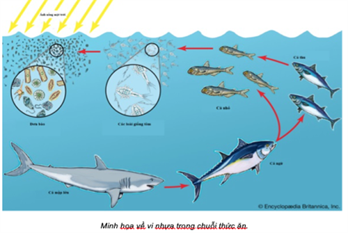 Vi nhựa - Những tác động tới môi trường và sức khỏe con người